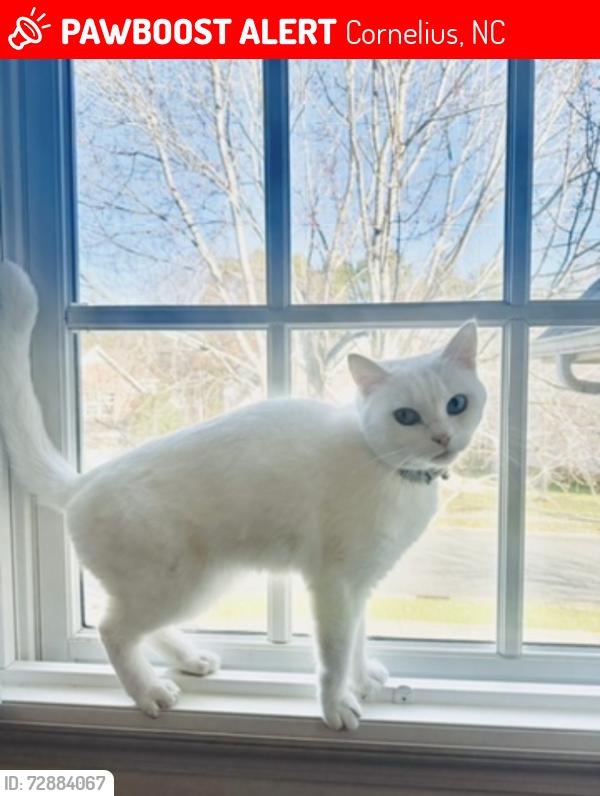 Lost Female Cat last seen Near Squires Way, Cornelius, NC 28031