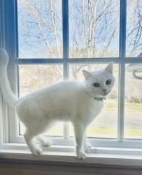 Lost Female Cat last seen Near Squires Way, Cornelius, NC 28031