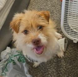 Found/Stray Female Dog last seen Hunters cove apmts , Houston, TX 77091