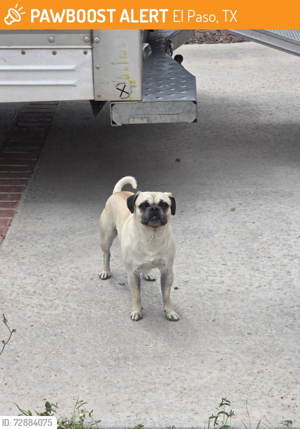 Found/Stray Male Dog last seen Hazelwood , El Paso, TX 79928