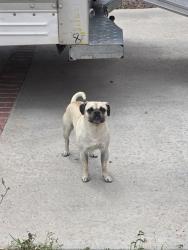Found/Stray Male Dog last seen Hazelwood , El Paso, TX 79928
