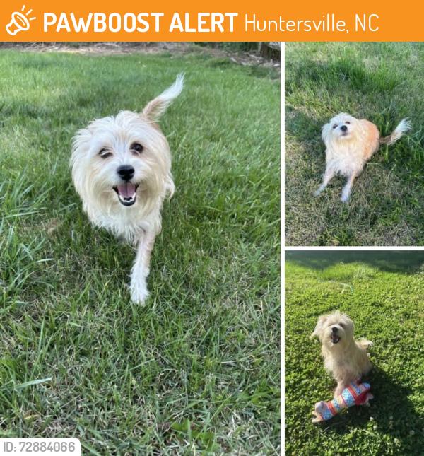 Found/Stray Female Dog last seen Cedarfield Subdivision Greenway, Huntersville Nc, Huntersville, NC 28078