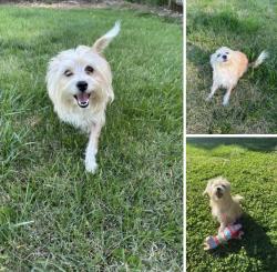 Found/Stray Female Dog last seen Cedarfield Subdivision Greenway, Huntersville Nc, Huntersville, NC 28078