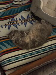 Lost Male Cat last seen Marilla, Lakeside, CA 92040