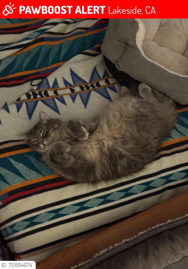 Lost Male Cat last seen Marilla, Lakeside, CA 92040
