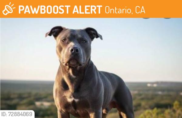 Found/Stray Male Dog last seen Smoke Shop at corner of 6th and Grove, Ontario, CA 91764