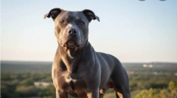Found/Stray Male Dog last seen Smoke Shop at corner of 6th and Grove, Ontario, CA 91764