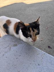 Found/Stray Female Cat last seen Alum rock Ave , San Jose, CA 95116