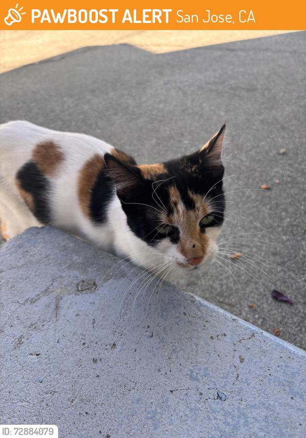 Found/Stray Female Cat last seen Alum rock Ave , San Jose, CA 95116