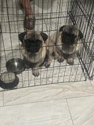 Lost Male Dog last seen Around dollar general, Phoenix, AZ 85017