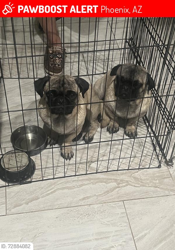 Lost Male Dog last seen Around dollar general, Phoenix, AZ 85017