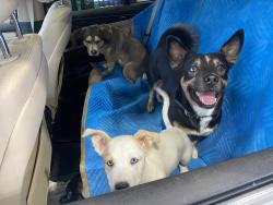 Lost Male Dog last seen Near Juniper St, Canton, GA 30114,, Canton, GA 30114