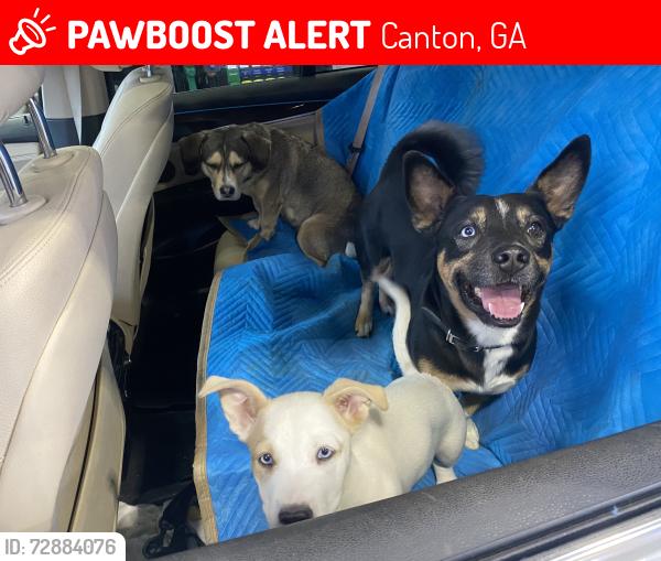 Lost Male Dog last seen Near Juniper St, Canton, GA 30114,, Canton, GA 30114