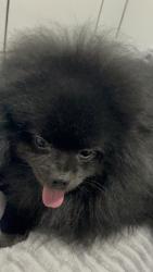 Lost Male Dog last seen Mercado Califórnia , Guaraituba, PR 83410-070