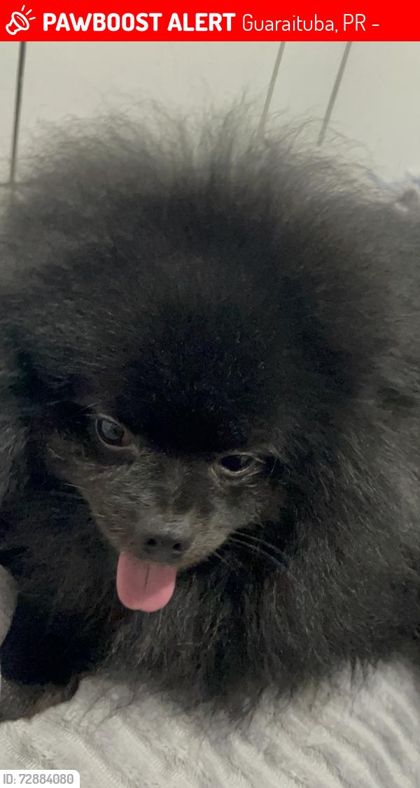 Lost Male Dog last seen Mercado Califórnia , Guaraituba, PR 83410-070