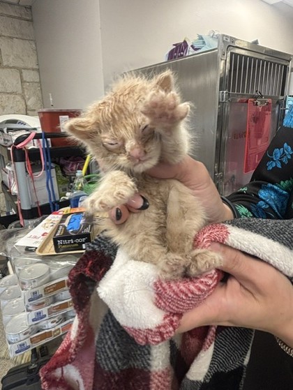 Shelter Stray Female Cat last seen Oxford Pl., 75150, TX, Mesquite, TX 75149