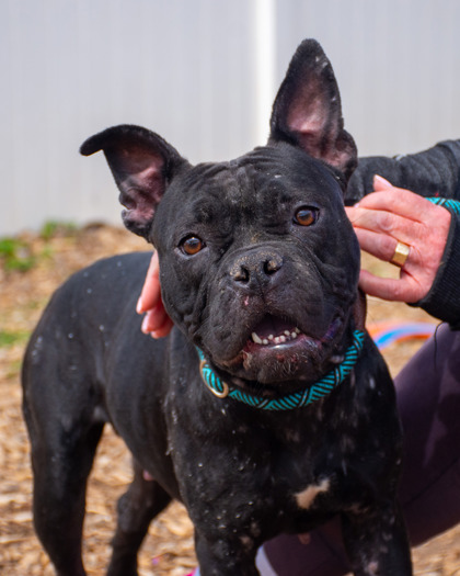 Shelter Stray Female Dog last seen Near Springside Ridge, Decatur 30034, 30034, GA, Atlanta, GA 30341
