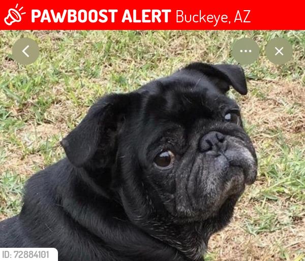 Lost Female Dog last seen Miller  and southern , Buckeye, AZ 85326