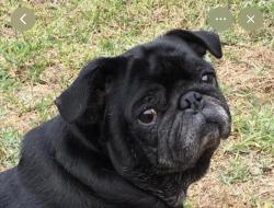 Lost Female Dog last seen Miller  and southern , Buckeye, AZ 85326