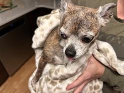 Found/Stray Female Dog last seen Monticello and Fairfax ests, Indiana, PA 15701