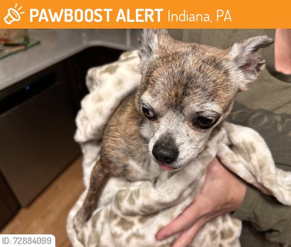 Found/Stray Female Dog last seen Monticello and Fairfax ests, Indiana, PA 15701