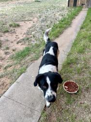 Found/Stray Male Dog last seen Near Walnut, Odessa, TX 79762