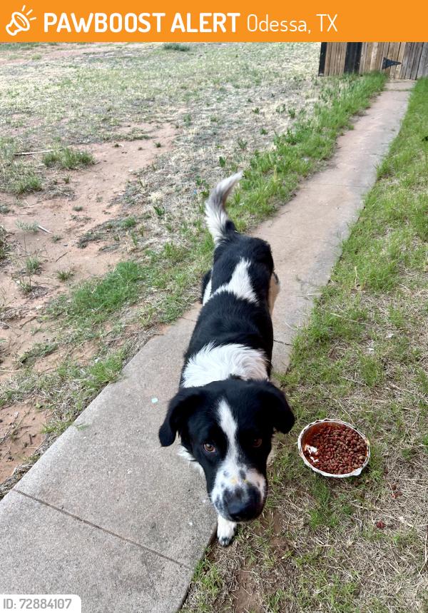 Found/Stray Male Dog last seen Near Walnut, Odessa, TX 79762