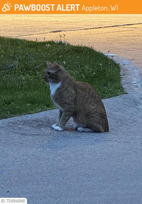 Found/Stray Unknown Cat last seen Arbor lane and east street , Appleton, WI 54915