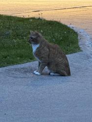 Found/Stray Unknown Cat last seen Arbor lane and east street , Appleton, WI 54915