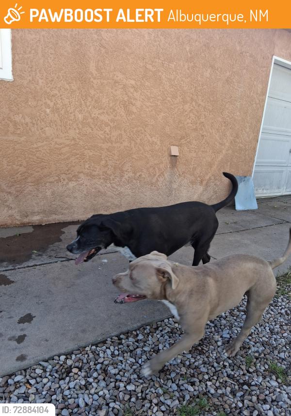 Found/Stray Female Dog last seen Copper and tramway Blvd, Albuquerque, NM 87123