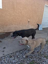 Found/Stray Female Dog last seen Copper and tramway Blvd , Albuquerque, NM 87123