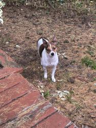 Found/Stray Male Dog last seen Heights ln beaverton, Beaverton, OR 97005