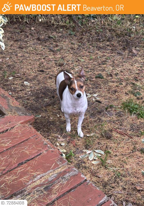 Found/Stray Male Dog last seen Heights ln beaverton, Beaverton, OR 97005
