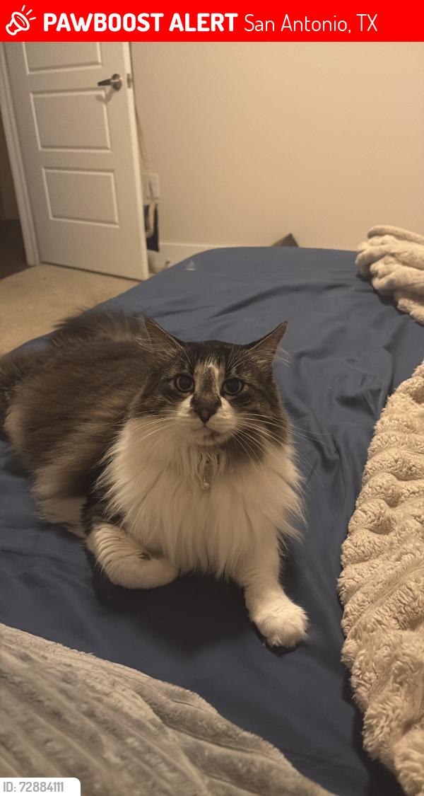 Lost Male Cat last seen La tierna apmt complex, San Antonio, TX 78256