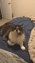 Lost Male Cat last seen La tierna apmt complex, San Antonio, TX 78256