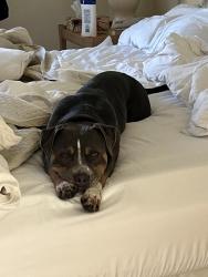 Lost Female Dog last seen Chemin vaillancourt, Val-des-Monts, QC J8N 5B2