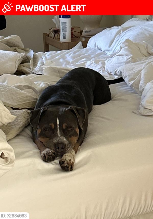 Lost Female Dog last seen Chemin vaillancourt, Val-des-Monts, QC J8N 5B2