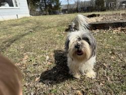 Lost Female Dog last seen 140th St and S 71 HWY, Grandview, MO 64030