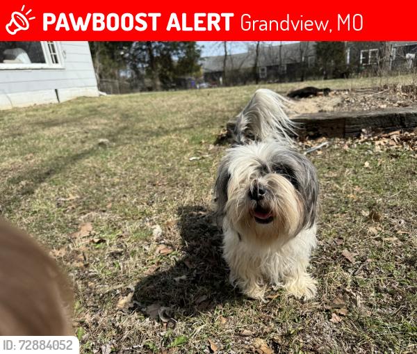 Lost Female Dog last seen 140th St and S 71 HWY, Grandview, MO 64030