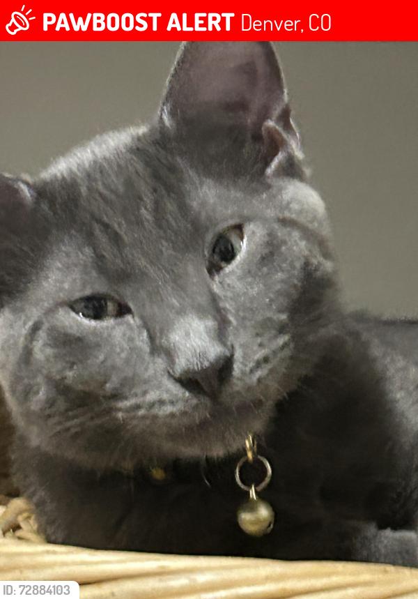 Lost Male Cat last seen W gill and hazel, Denver, CO 80219