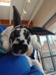 Found/Stray Unknown Rabbit last seen Near Dover st Arvada, Oakland, CA 94608