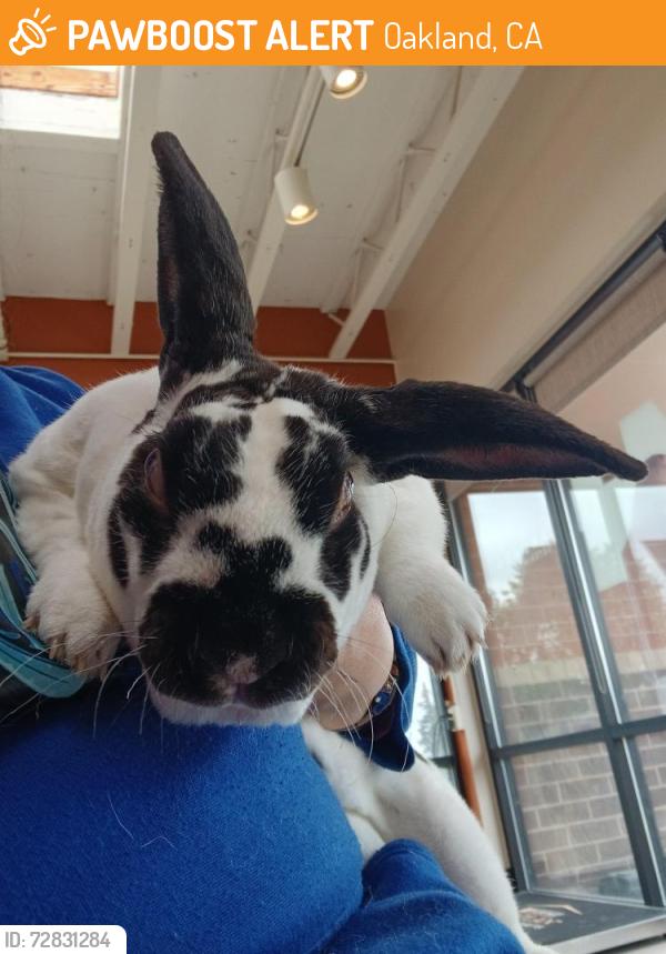 Found/Stray Unknown Rabbit last seen Near Dover st Arvada, Oakland, CA 94608