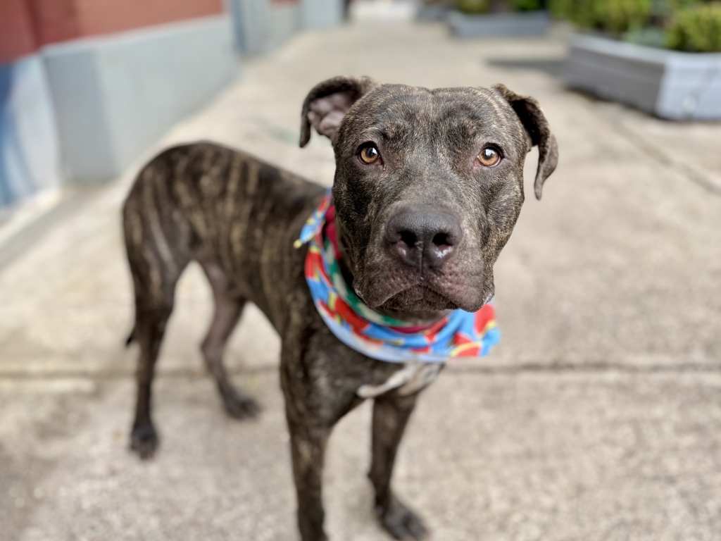 Shelter Stray Male Dog last seen Near W 115 Street, NEW YORK, NY, 10026, New York, NY 10029