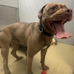 Shelter Stray Male Dog last seen Fig, Escondido, CA, 92026, Escondido, CA 92027