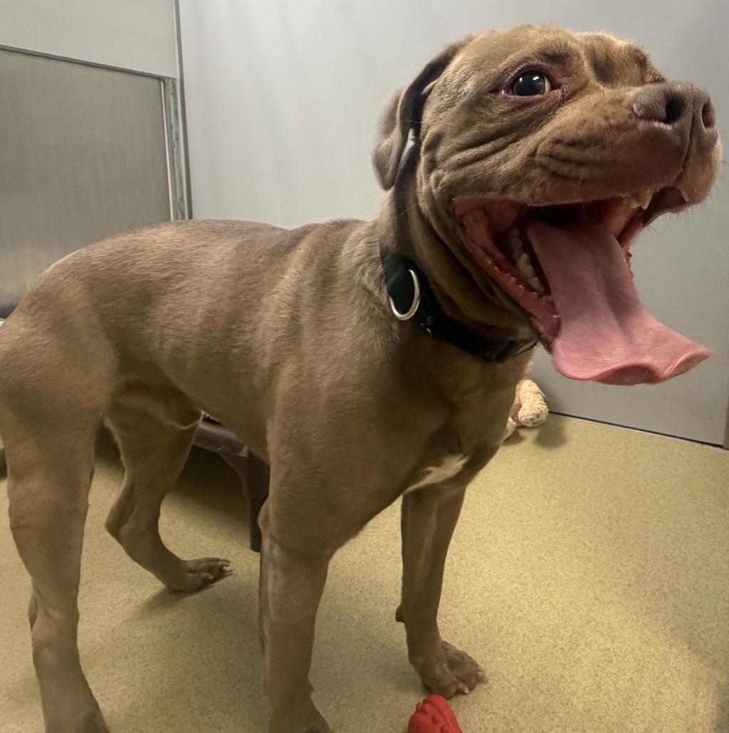 Shelter Stray Male Dog last seen Fig, Escondido, CA, 92026, Escondido, CA 92027