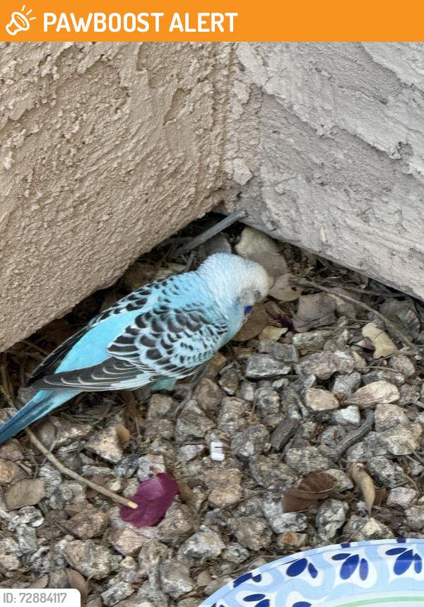 Found/Stray Unknown Bird last seen Signal Butte and Broadway in East Mesa, Maricopa County, AZ 85208