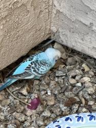 Found/Stray Unknown Bird last seen Signal Butte and Broadway in East Mesa, Maricopa County, AZ 85208