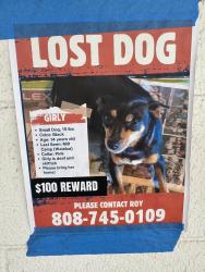 Lost Female Dog last seen Waialua Sugar Mill, Waialua, HI 96791