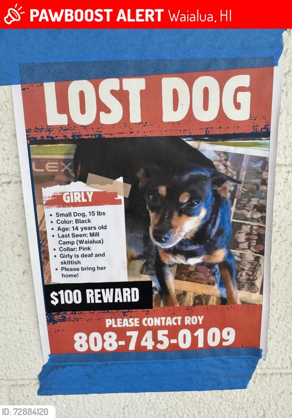 Lost Female Dog last seen Waialua Sugar Mill, Waialua, HI 96791