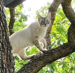 Lost Female Cat last seen Pocahontas Drive, Flower Mound, TX 75022